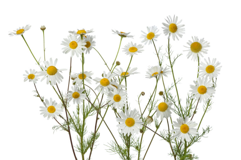 Chamomile Flowers