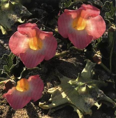Devil's Claw Flowers