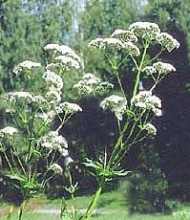 Valerian plants