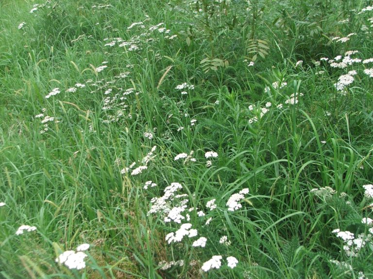Yarrow plants